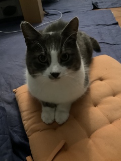 ���킢���łȂ�����