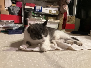 �J�̒����Ă��ꂽ