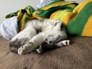 �Q���v�V�[�v�V�[