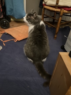 �J�̒��A����@����