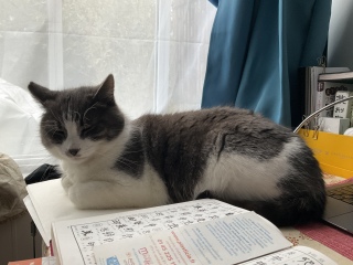 �߂��ɂ��邯�ǂ�����