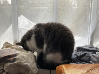 �g�[�̌����C�ɂȂ�