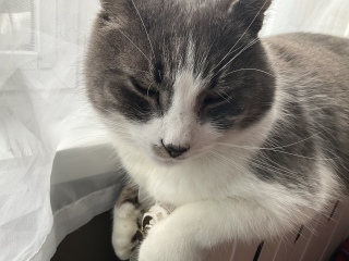 胸毛のぽこっとしとるのがいいねー