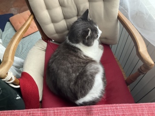 椅子の主