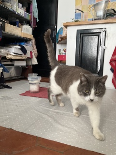 5月3日(土) おはよう猫千代