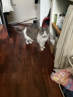 ɂȂ