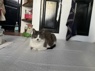 ӂꂠ̌