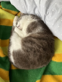 sVǂ