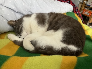 ˂ނ˂