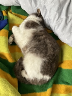 L