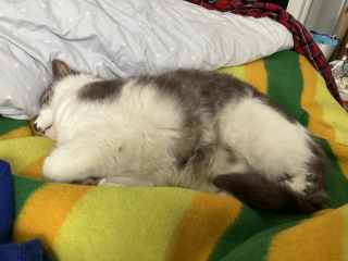 nƂ