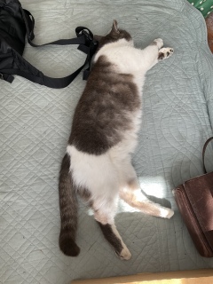 Qς