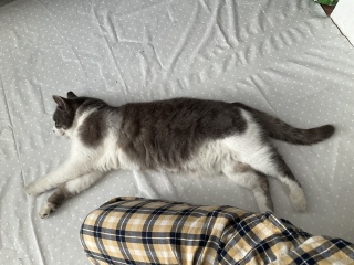 肷̂