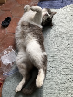 ƂĂ