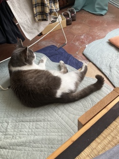 昼寝のお相伴