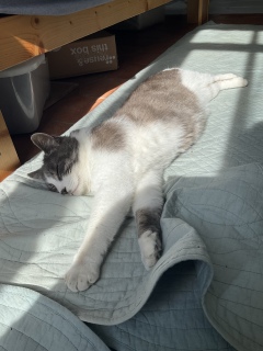 TȂ