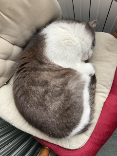 Ɛ蒆