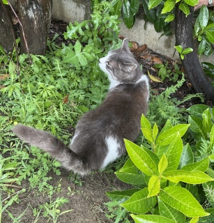 RȔL