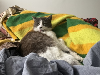 ꂿ