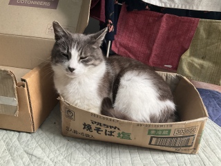ӂꂠ̌