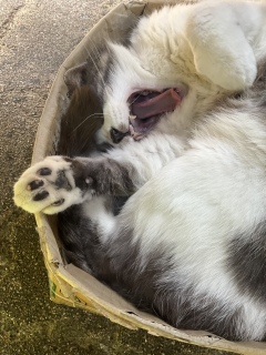 Ȃ