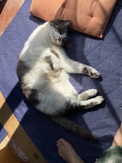JƂ