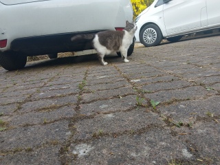 ł}