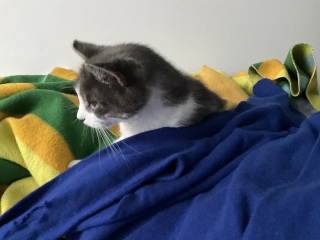 NĂĂ߂񂲂