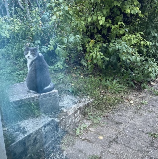 ̑I