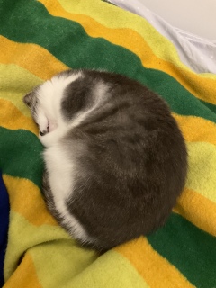 Ղ[