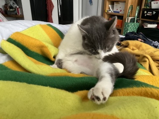 Q̂A