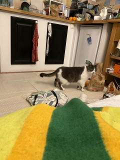 o