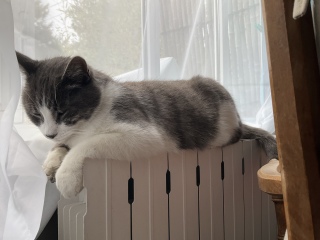 ʂ˂
