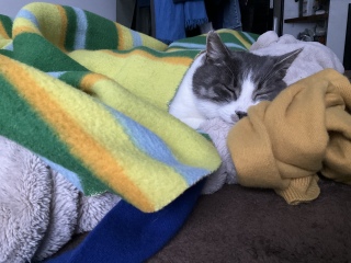 JV~ÃZ[^[AE[(Ԃ)̖ѕz