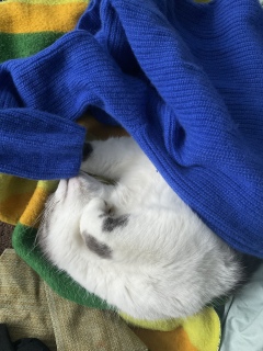 �􂢗��ẴJ�V�~�A�Z�[�^�[�ł�