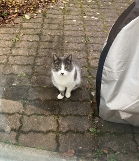 ���������ł�