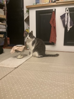 �o�}�����肪�Ƃ�