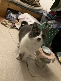 ���Ƃł����Q������H