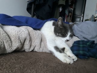 ����̖͗l�����킳����