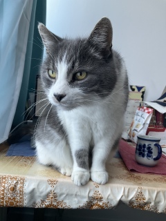 �{���k�}�}���̃}�[�t�B�����C�ɂȂ�