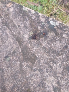 �����ʂ蕗��ɑς�������