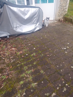 �o�}�����肪�Ƃ�