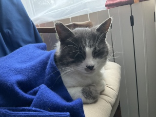 ���ĂĂ����킢��