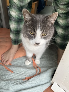 ���ɉ������Ƃ��