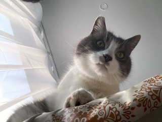 �}�[�t�B�����C�ɂȂ�