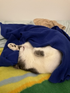 ��̂��˂ނ����