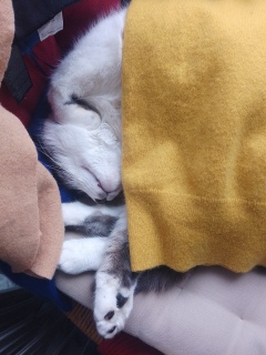 ���˂ނ����ł�