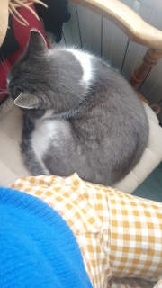 ���ꂢ�Ȗ�