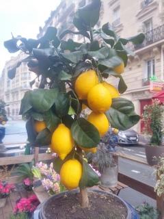 �V�F���V���E�~�f�B�ʂ�