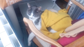 �֎q���L���鍑